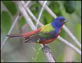 _7SB4043 painted bunting